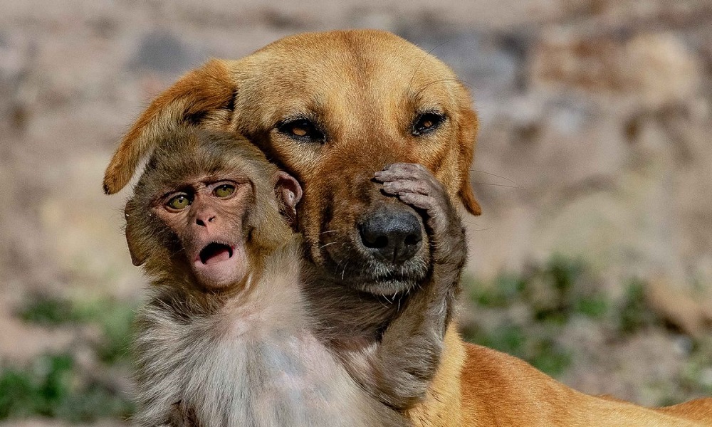 Can You Take Dogs to Monkey World