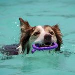 Does Hydrotherapy Help Dogs With Arthritis