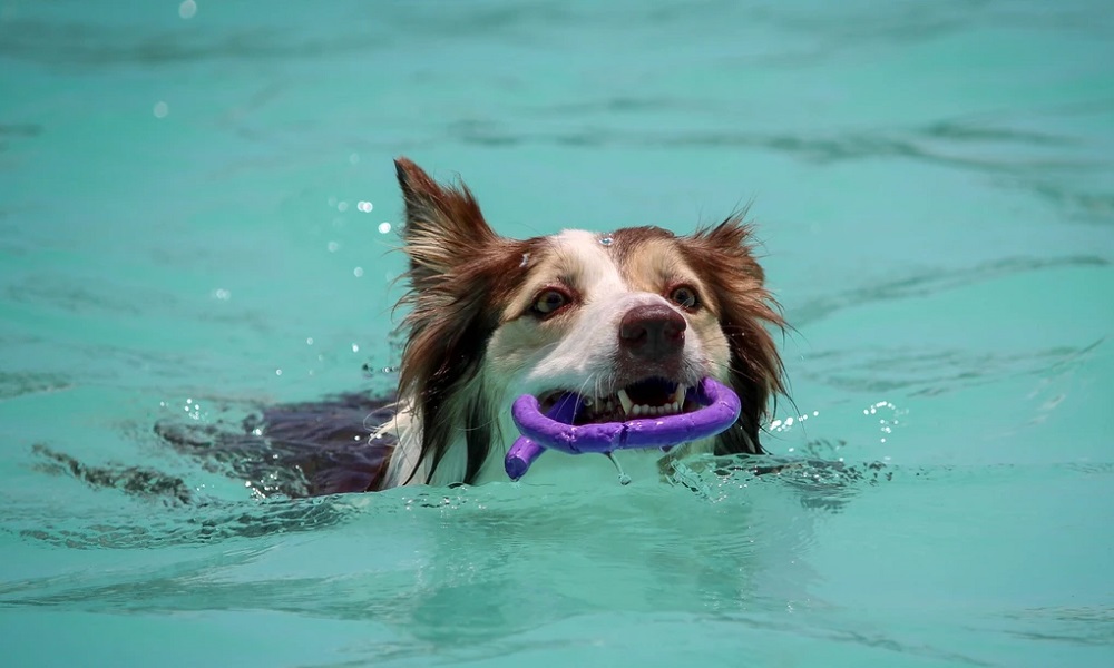Does Hydrotherapy Help Dogs With Arthritis