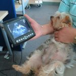 How Much is a Dog Pregnancy Ultrasound Uk