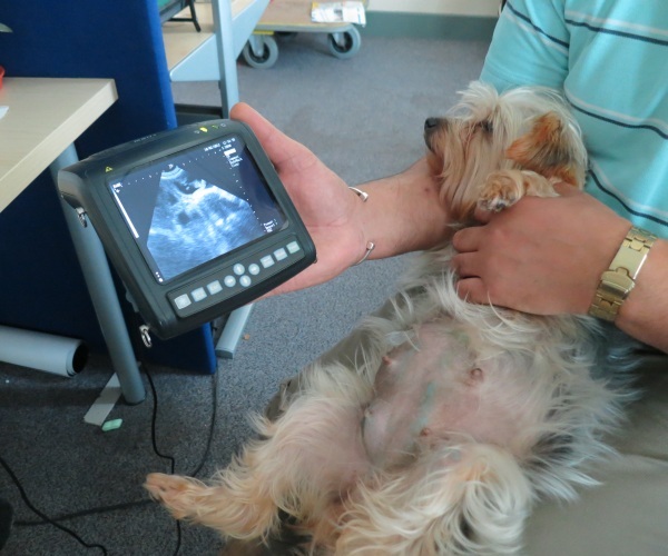 How Much is a Dog Pregnancy Ultrasound Uk