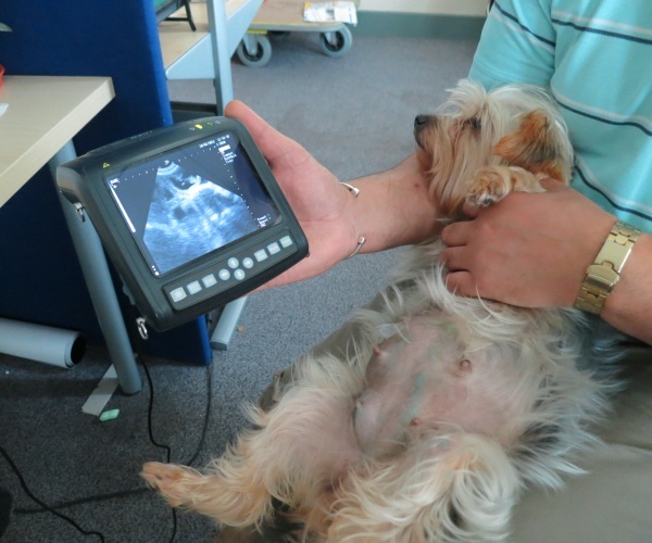 How Much Is A Dog Pregnancy Ultrasound Uk Pet Help Reviews UK