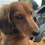 How Long is a Human Day for a Dog