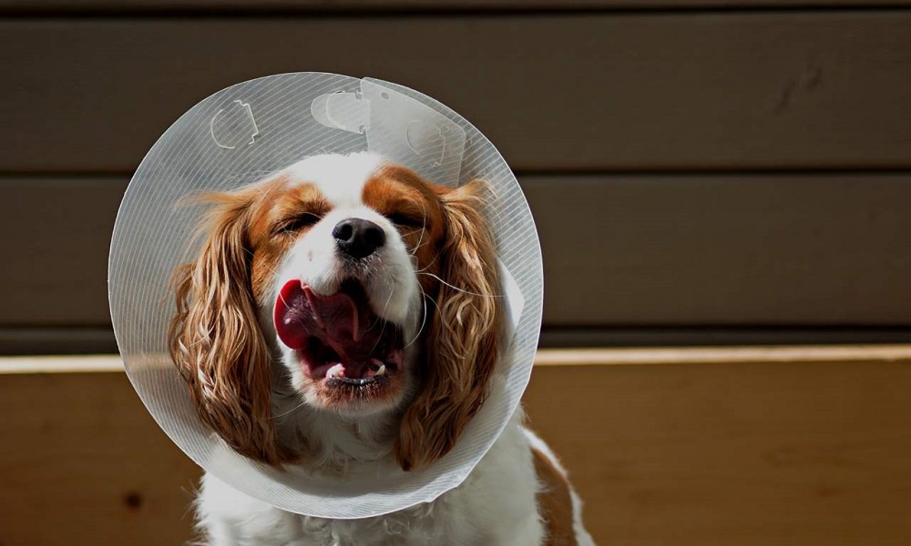 How Long to Leave Cone on Dog After Neuter