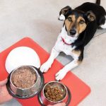 How Many Tins of Dog Food Per Day Uk
