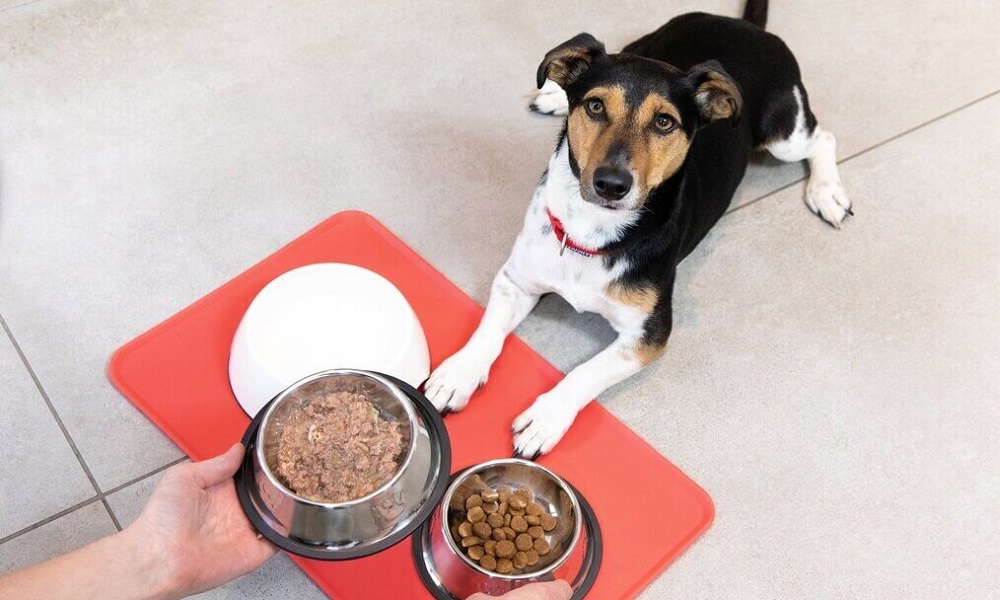 How Many Tins of Dog Food Per Day Uk