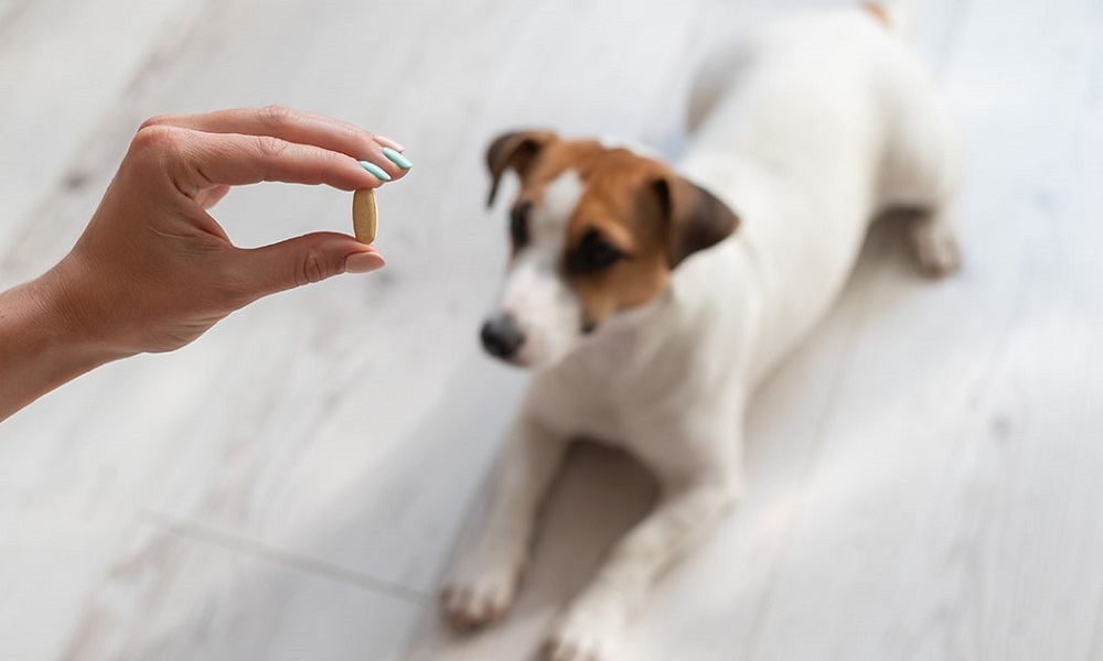 How Much is Dog Antibiotics Uk