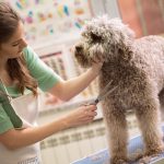 How Much Cost for Dog Grooming
