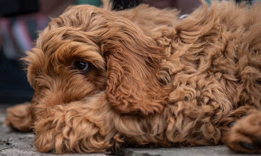 How Much Do Cockapoo Dogs Cost