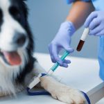 How Much Does a Dog Blood Test Cost