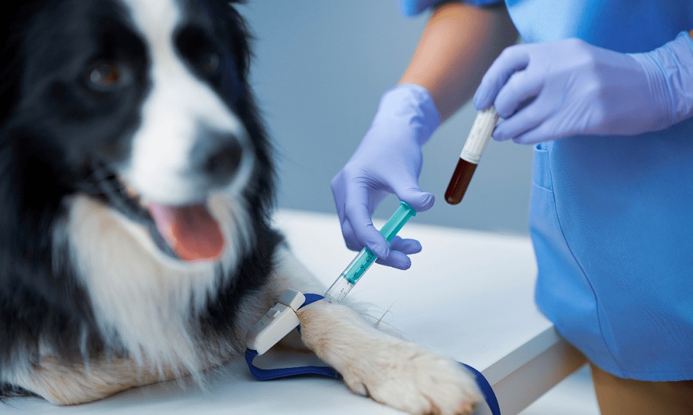 How Much Does a Dog Blood Test Cost
