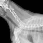 How Much is a Dog X Ray