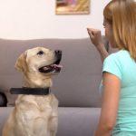 How Much is Dog Training