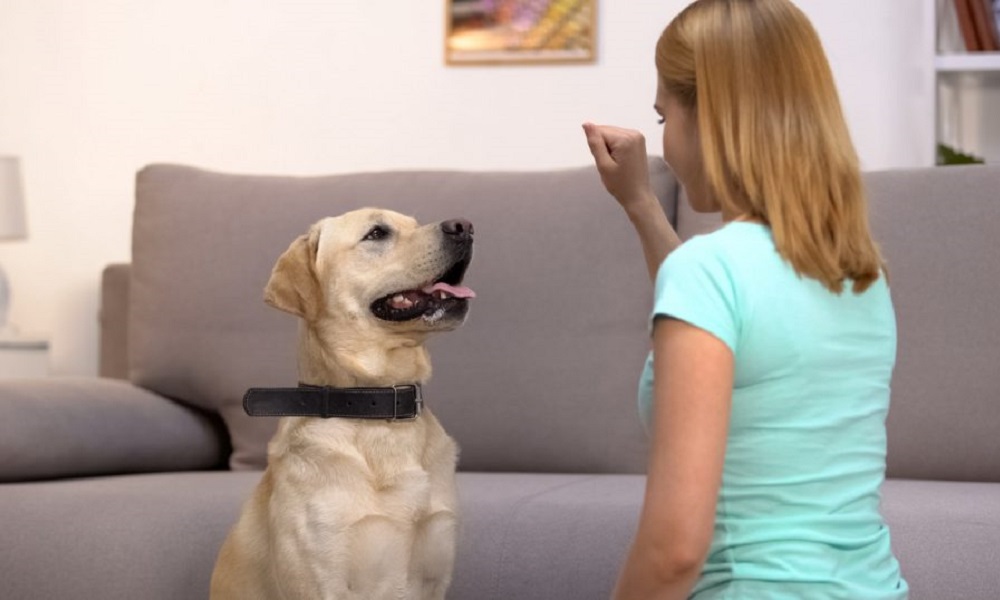 How Much is Dog Training