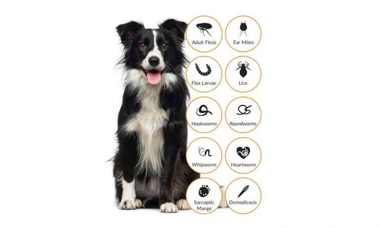 How Often Should I Flea And Worm My Dog? – Pet Help Reviews UK