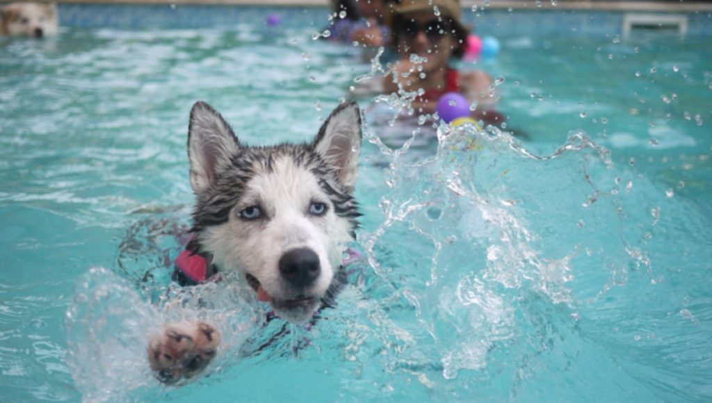 How to Become a Dog Hydrotherapist
