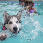 How to Become a Dog Hydrotherapist