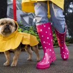 How to Keep Your Dog Dry in the Rain