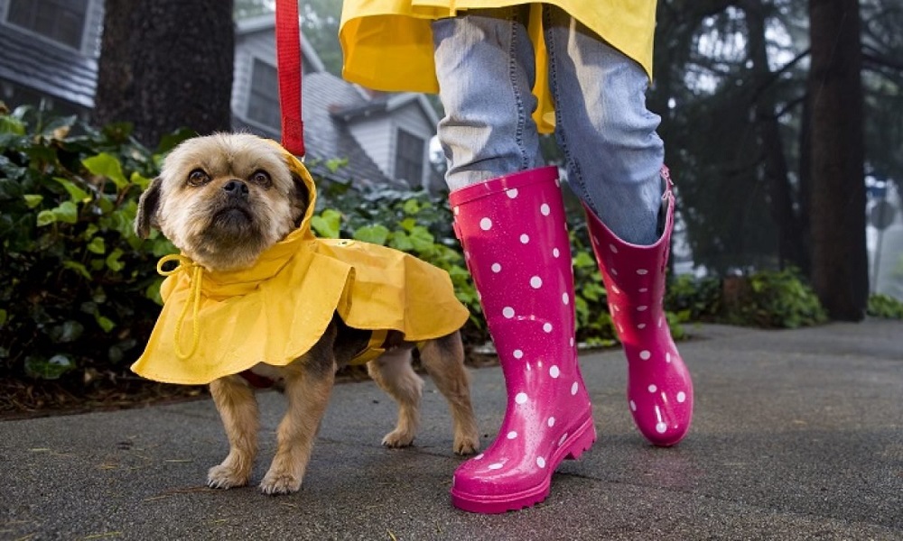 How to Keep Your Dog Dry in the Rain