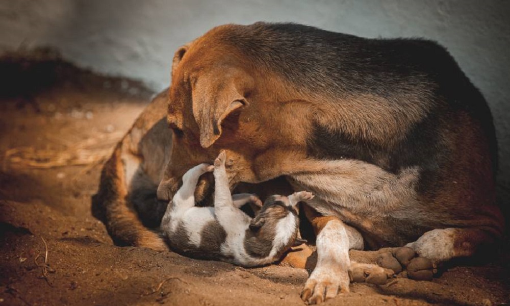 How to Prevent Mother Dog from Crushing Puppies
