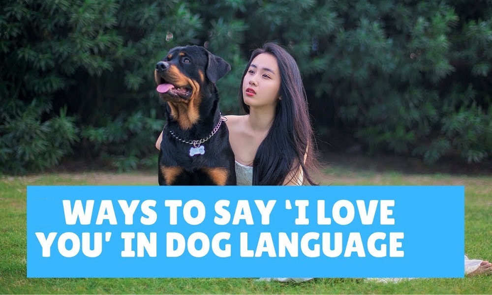 How to Say I Love You in Dog Language