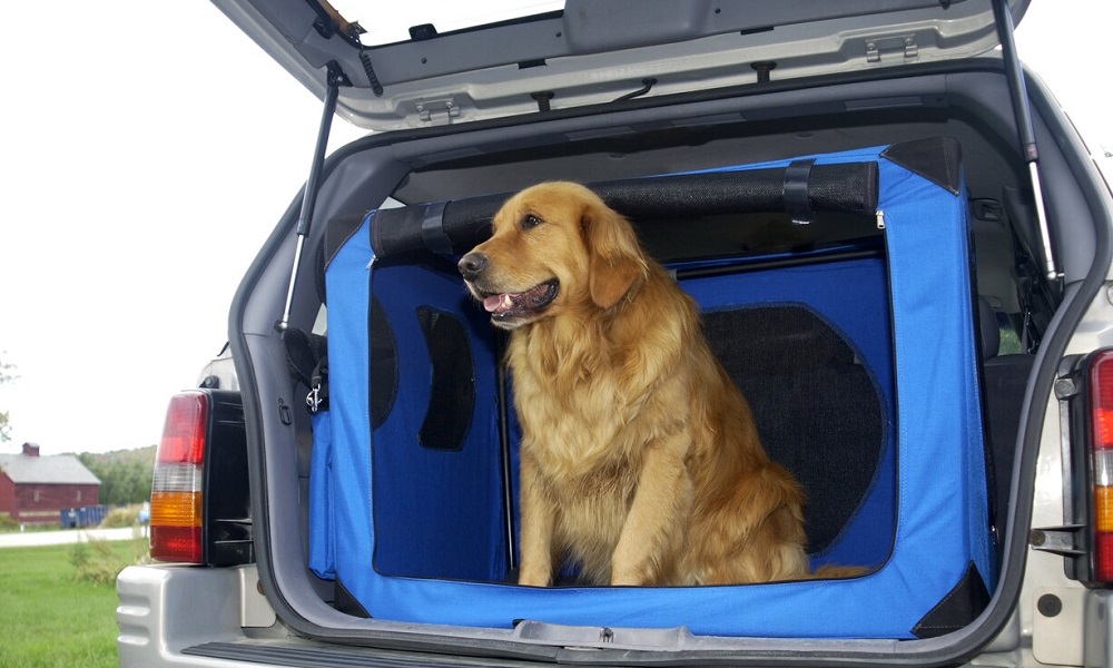 How to Secure Dog in Cargo Area of Suv