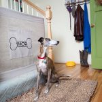 How to Stop Dog Going Upstairs