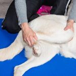 How to Strengthen Dogs Back Legs