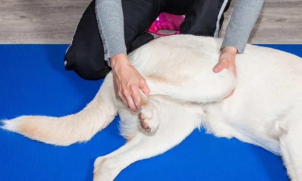 How to Strengthen Dogs Back Legs