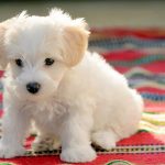 How to Use Hibiscrub on Dog Wounds