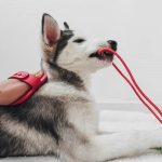 Is a Furminator Bad for Dogs