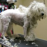 Is a Matted Dog Abuse