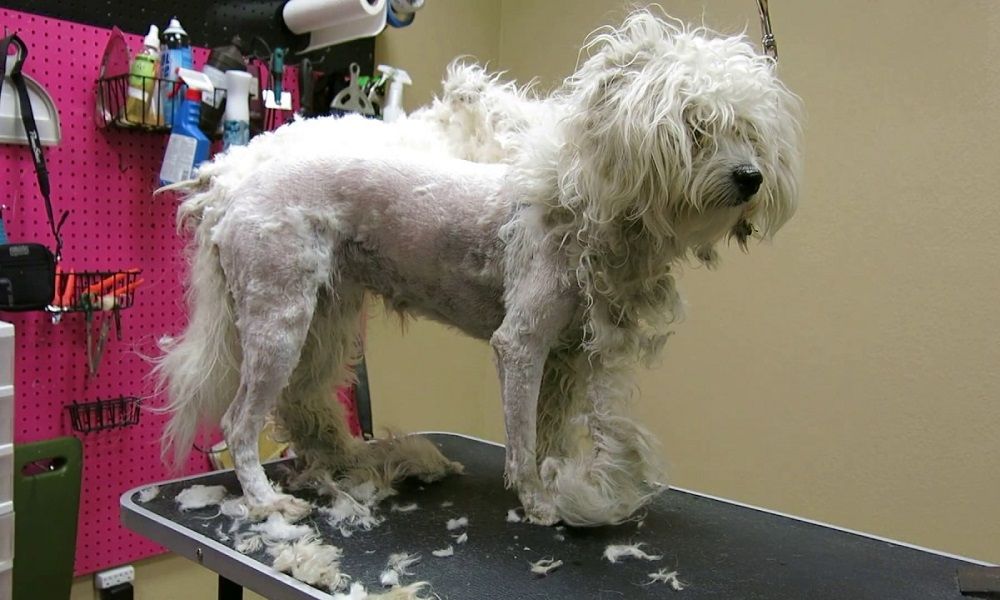 Is a Matted Dog Abuse