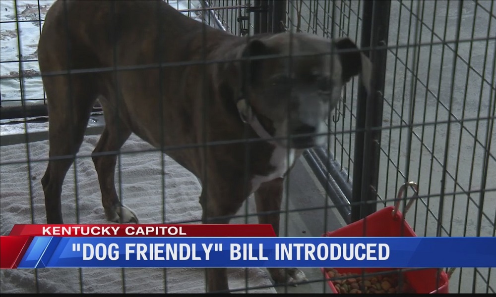 Is Bills Dog Friendly