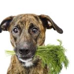 Is Dill Good for Dogs