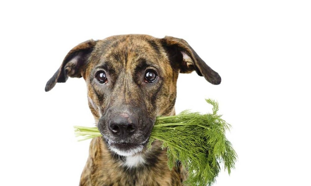 Is Dill Good for Dogs