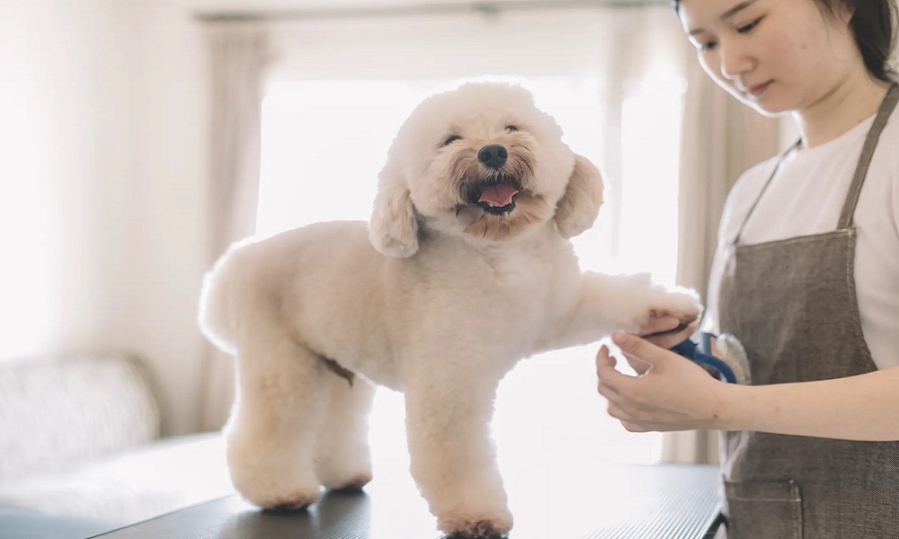 Is Dog Grooming a Good Business Uk