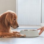 Is Duck Good for Dogs