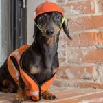 Is Forthglade Dog Food Raw