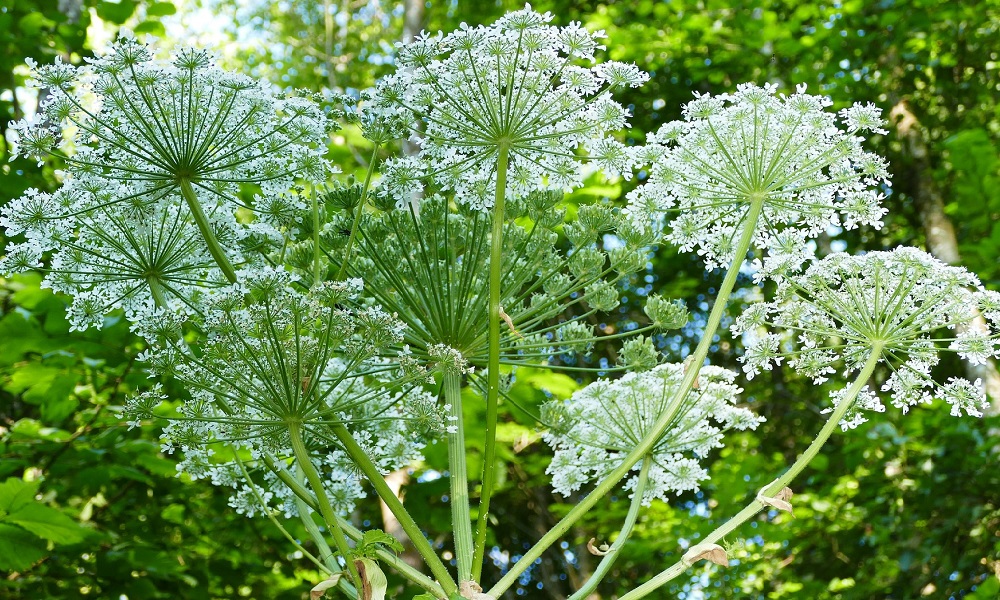 Is Giant Hogweed Dangerous to Dogs