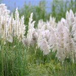 Is Pampas Grass Poisonous to Dogs