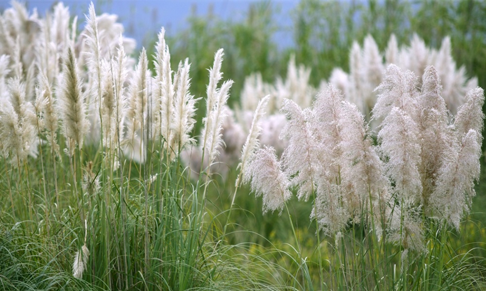 Is Pampas Grass Poisonous to Dogs