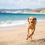 Is Porth Beach Dog Friendly
