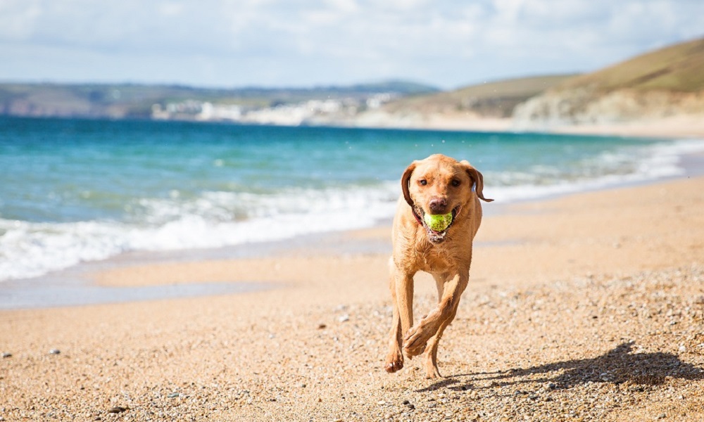 Is Porth Beach Dog Friendly
