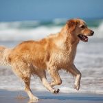 is-saundersfoot-beach-dog-friendly