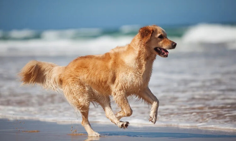 is-saundersfoot-beach-dog-friendly