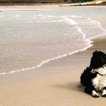 Is Sennen Cove Dog Friendly