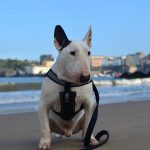 Is Tenby Beach Dog Friendly