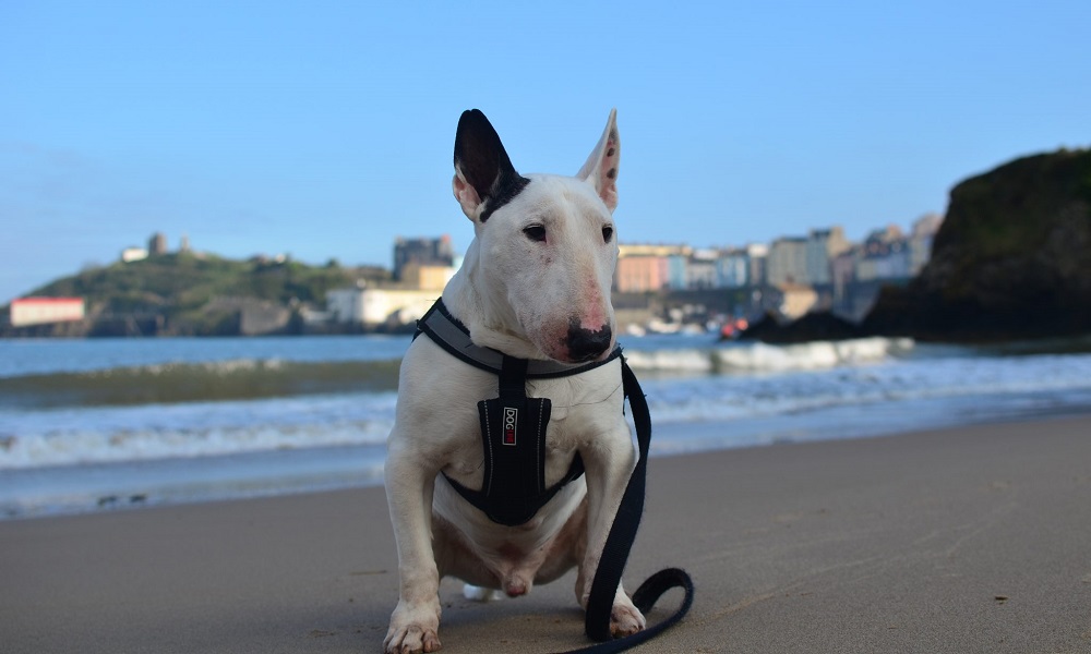 Is Tenby Beach Dog Friendly
