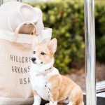Is Travel Lodge Dog Friendly